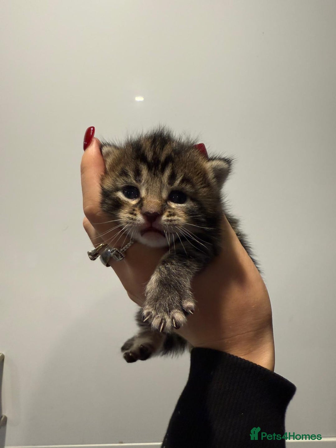 Mixed Breed cats for sale: 2 female kittens   - Image 2