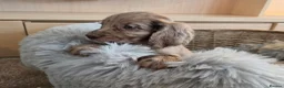 Cocker Spaniel dogs for sale: Working Type Cocker Spaniels - Advert 10