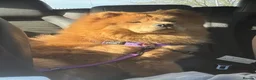 Chow Chow dogs for sale: 🐻 Exceptional KC Registered Chow Chows 🐻 - Advert 8