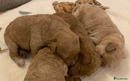 Cavapoo dogs for sale: Gorgeous Teddybear Cavapoo Puppies health checked  - Advert 33