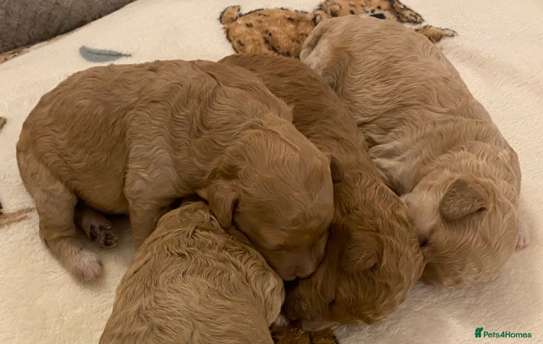 Cavapoo dogs for sale: Gorgeous Teddybear Cavapoo Puppies health checked  - Advert 33