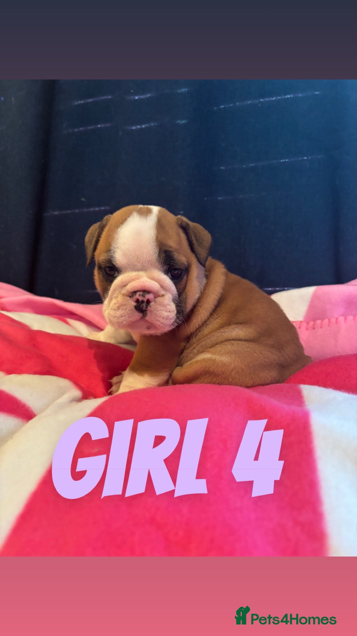 English Bulldog dogs Beautiful Traditional British bulldogs  - Advert 2