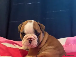 English Bulldog dogs Beautiful Traditional British bulldogs - Advert 2