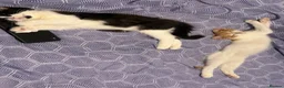 Domestic Shorthair cats for sale: Two cats -  litter box included  in Liverpool - Advert 2