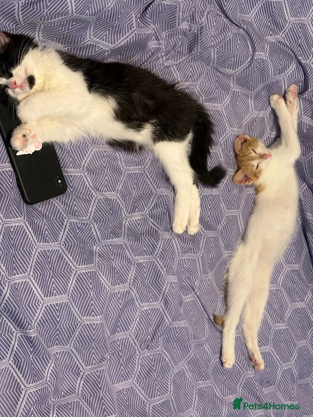 Domestic Shorthair cats for sale: Two cats -  litter box included  in Liverpool - Advert 2