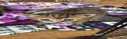 British Shorthair cats for sale: 2 tabby females - Advert 4