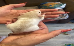Rat rodents for sale: Fancy rats  - Image 3