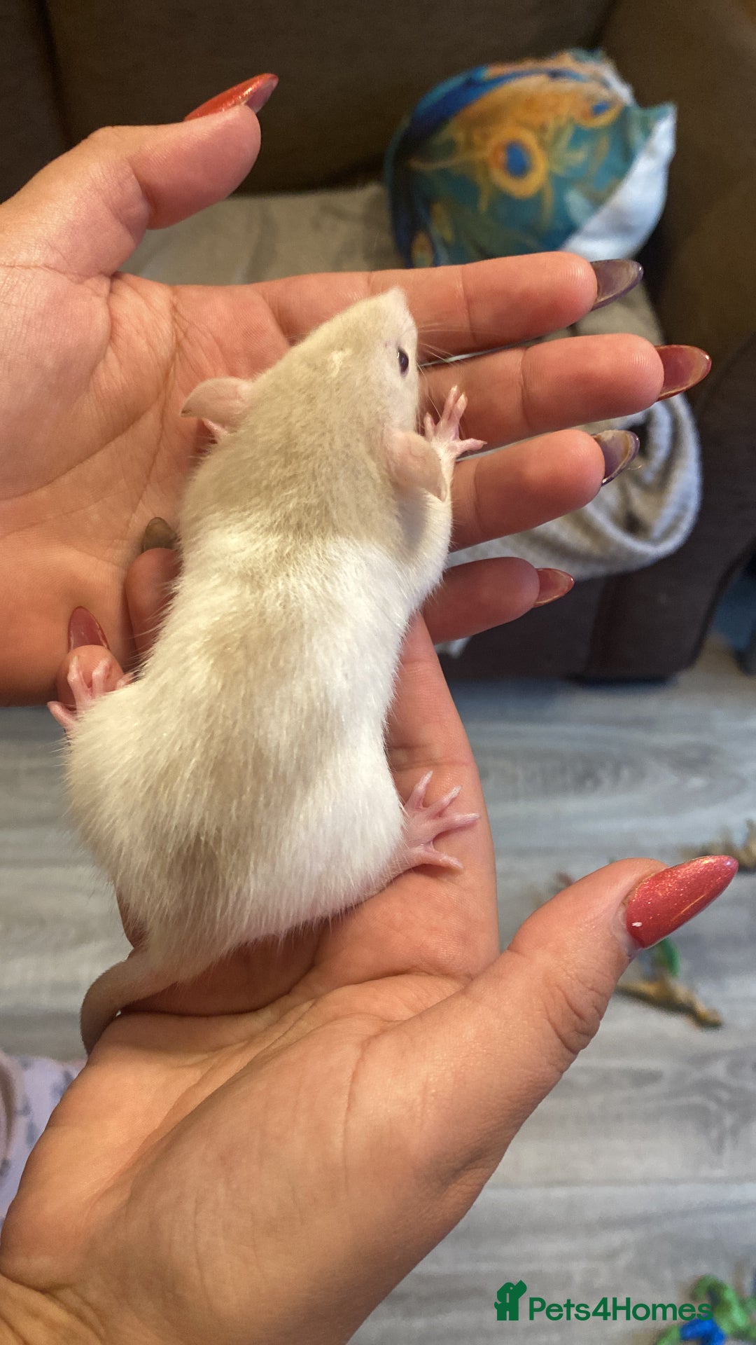 Rat rodents for sale: Fancy rats  - Image 3