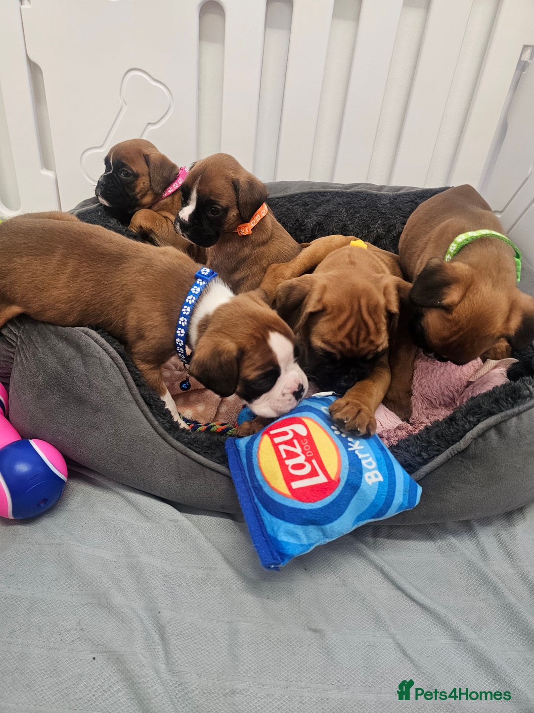 Boxer dogs for sale: Beautiful KC Registered Boxer Puppies - Advert 4