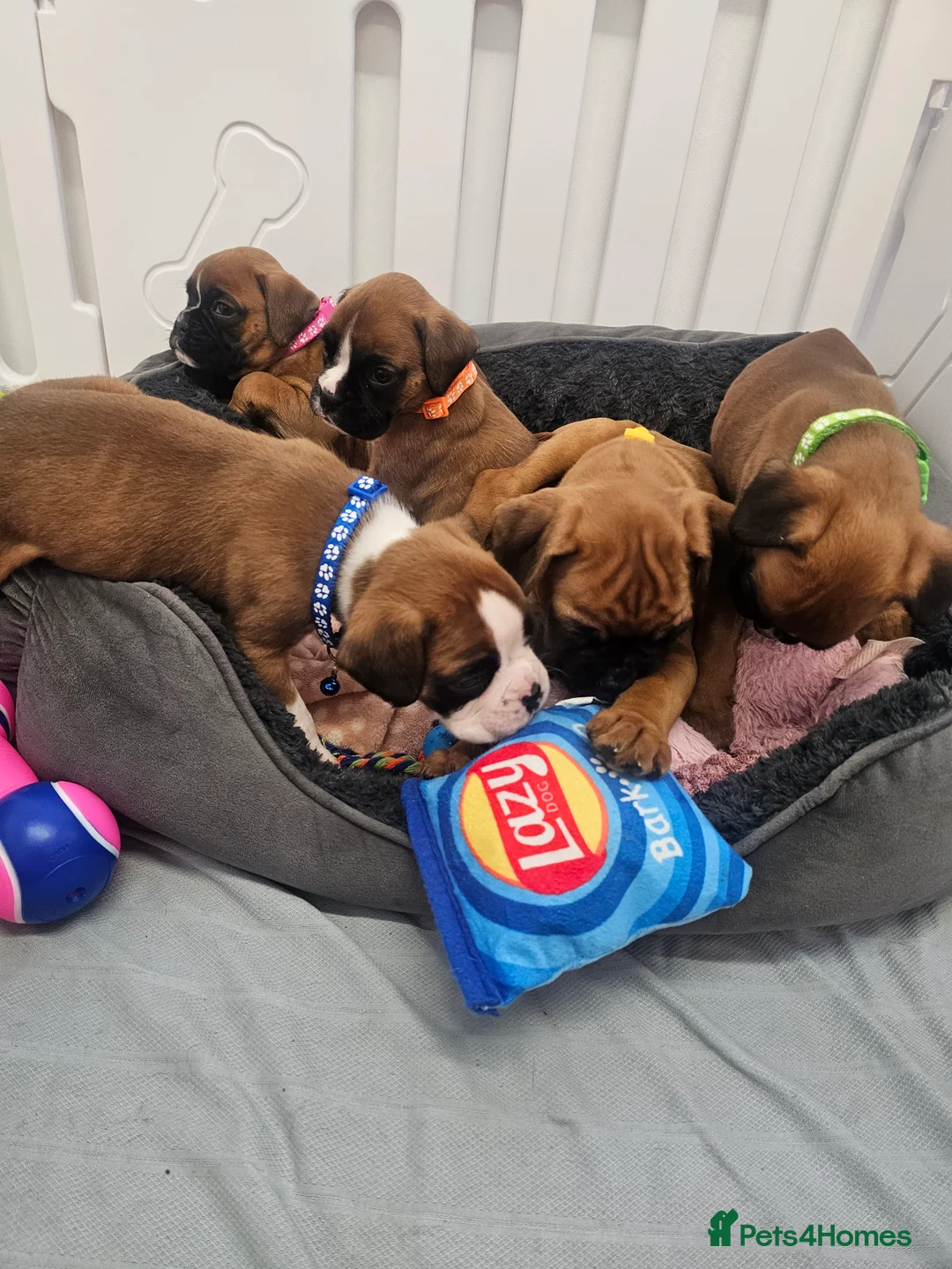 Boxer dogs for sale: Beautiful KC Registered Boxer Puppies - Advert 4
