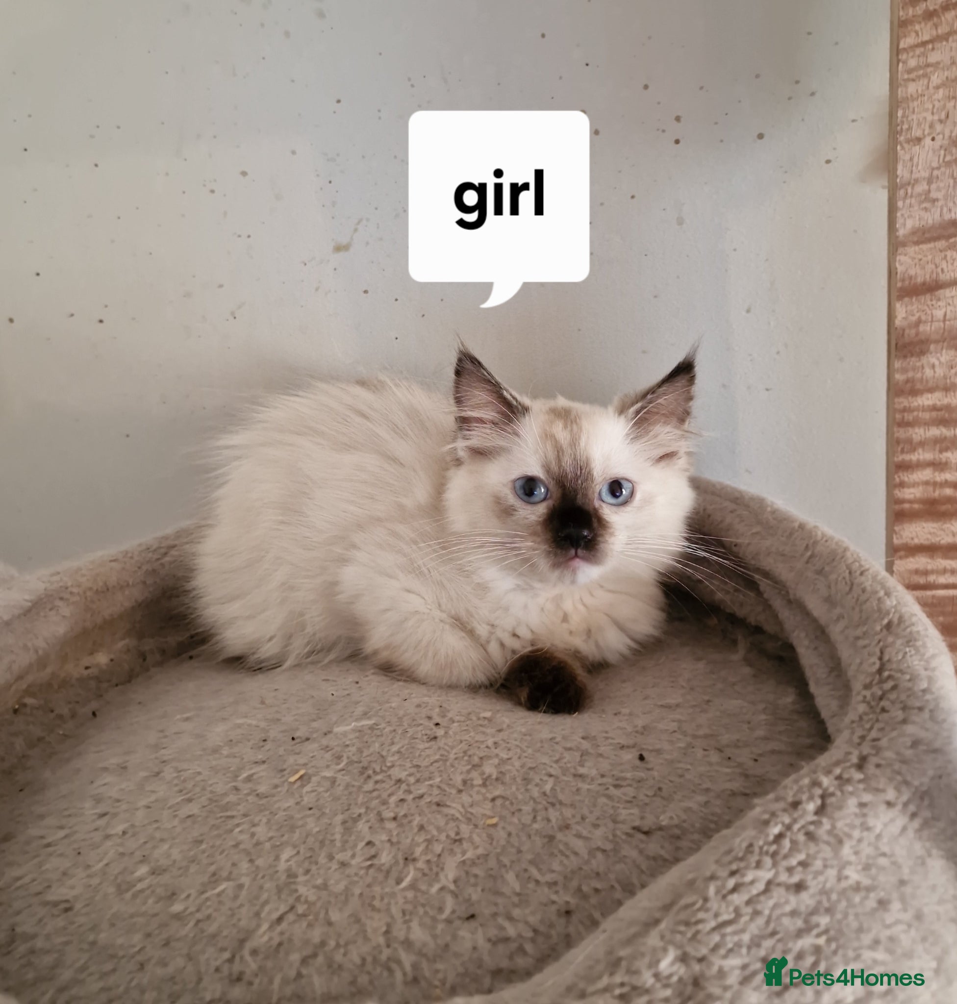 Ragdoll cats Beautiful pure Ragdool ready for loving home  - Advert 1