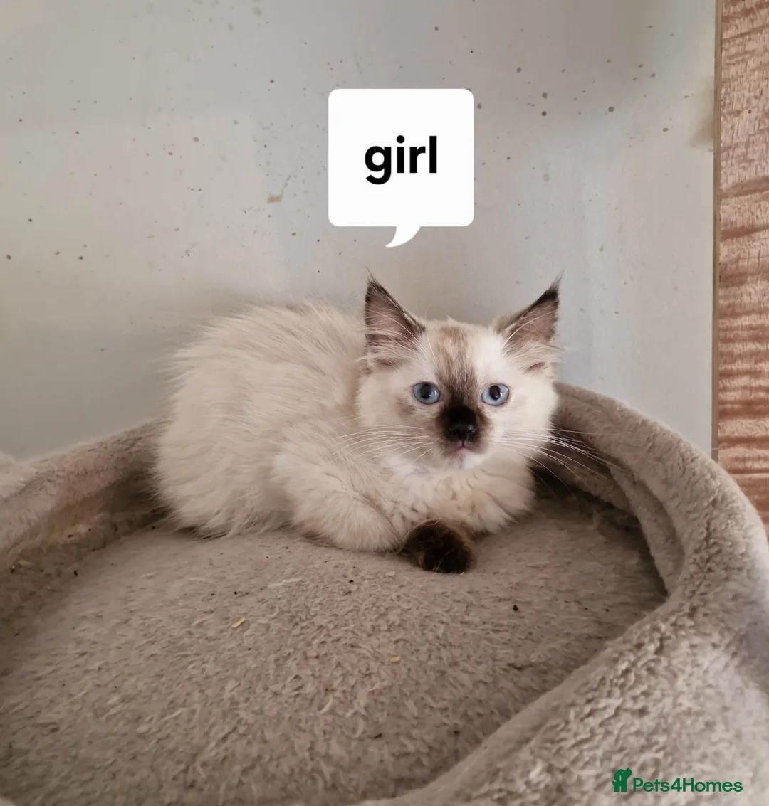 Ragdoll cats for sale: Beautiful pure Ragdool ready for loving home  - Advert 1