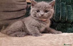 British Shorthair cats for sale: Beautiful chunky BSH kittens - Advert 6