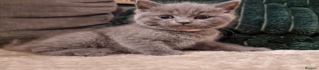 British Shorthair Kitten 1