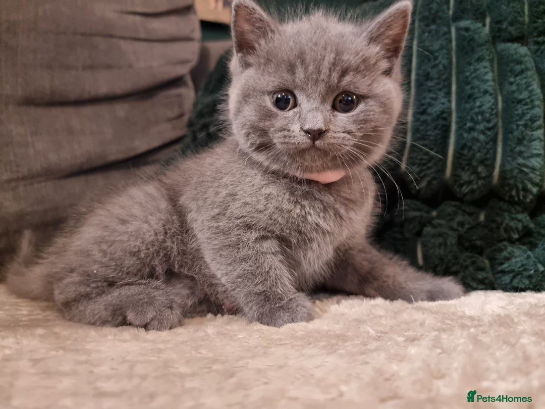 British Shorthair cats for sale: Beautiful chunky BSH kittens - Advert 6