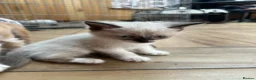 British Longhair cats for sale: Kittens in Romford - Advert 10
