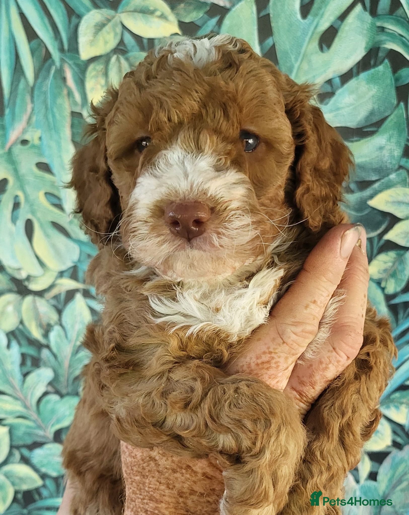 Labradoodle dogs Fabulous Miniature F1b Labradoodles  - Advert 3