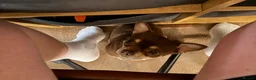 Chihuahua dogs for stud: The boy who never left ….Tommy for Stud - Advert 3
