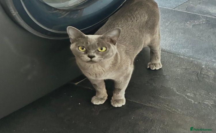 Burmese cats - Advert 1