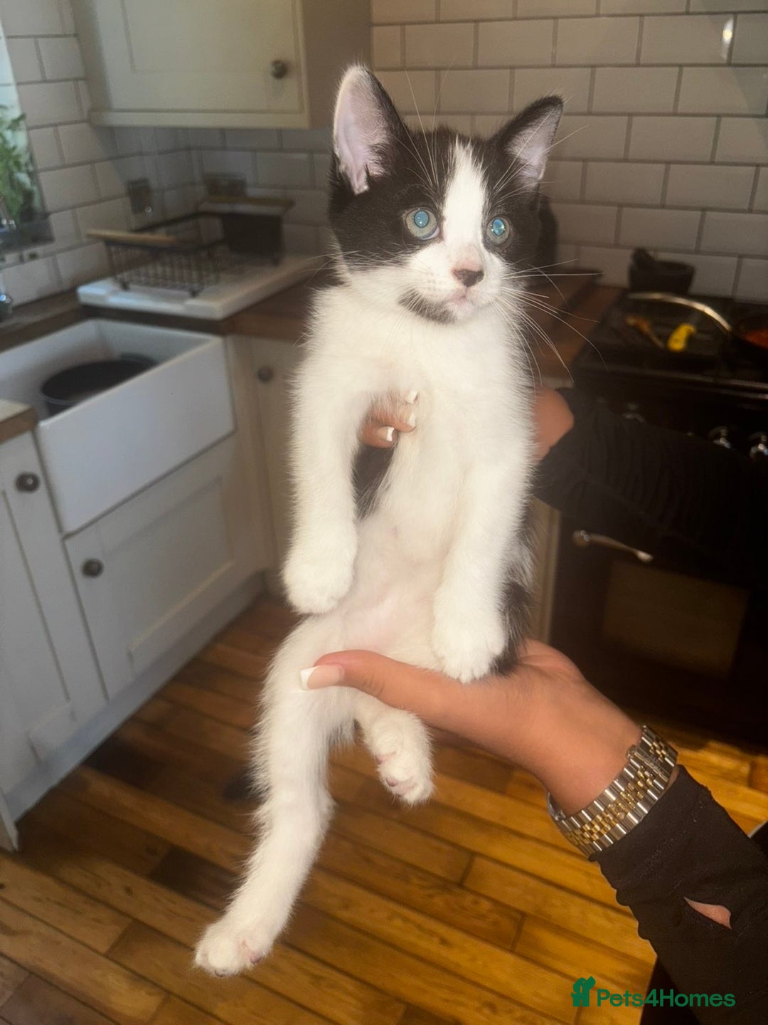 Mixed Breed cats for sale: Black, Black and white Kittens  - Image 6