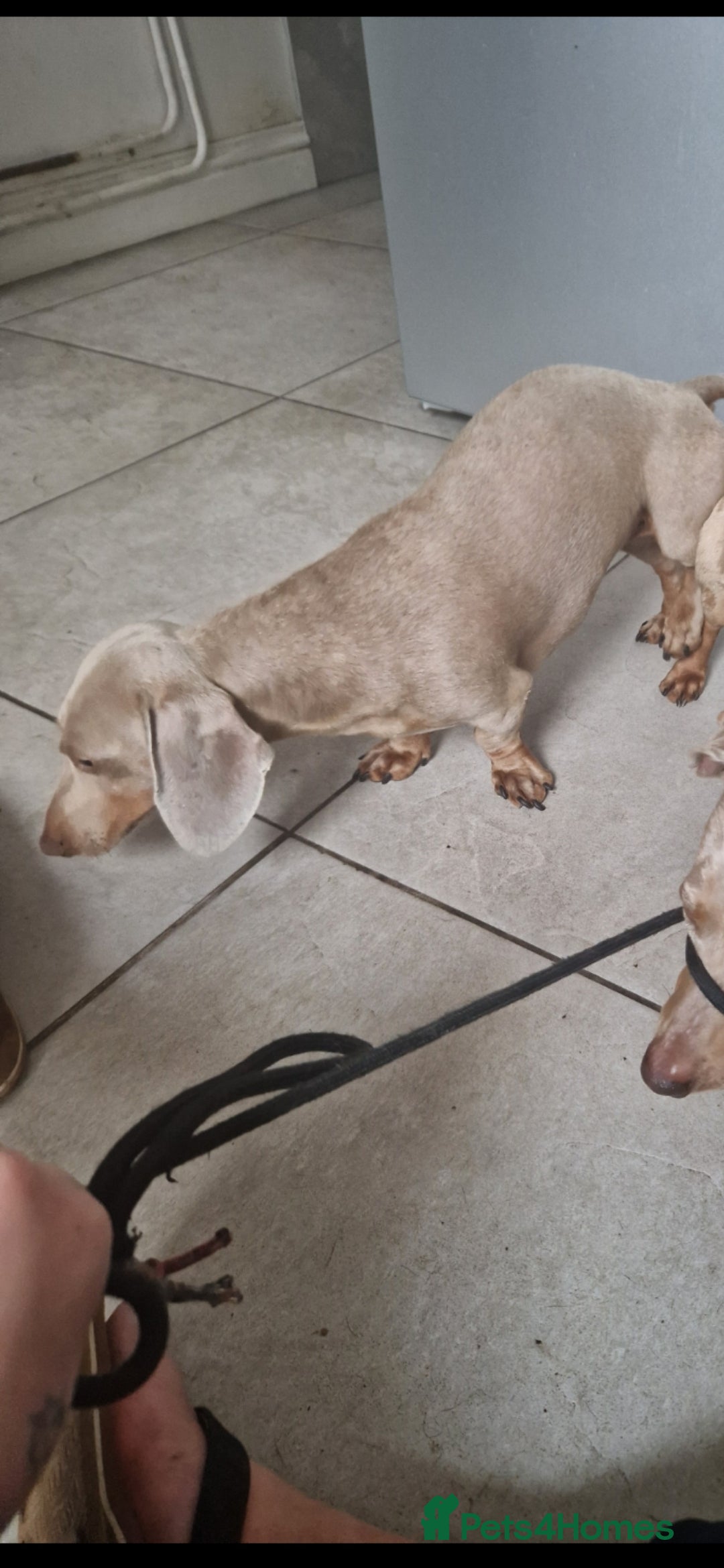 Miniature Dachshund dogs for sale: PRA CLEAR MINIATURE DACHSHUND MALE - Image 7