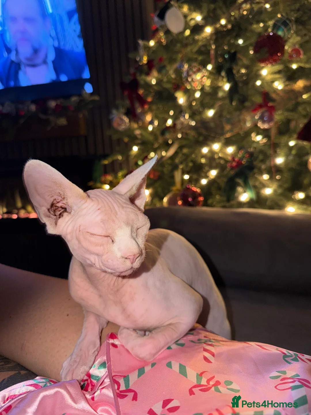 Sphynx cats for sale: Female sphynx in Birmingham - Advert 9