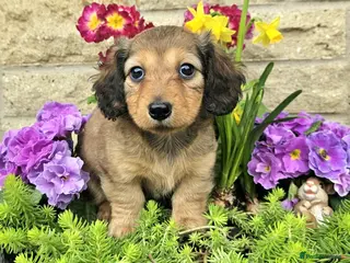 Miniature Dachshund dogs Long haired mini's 💖 1 GIRL AVAILABLE 💖 - Advert 17
