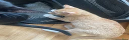Mixed Breed cats for sale: British Shorthair x snowshoe kittens - Advert 9