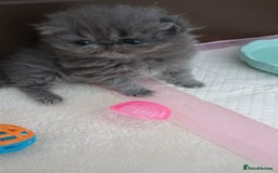 Persian cats for sale: Pure Bred Persian Babies GCCF Registered Breeder - Image 10