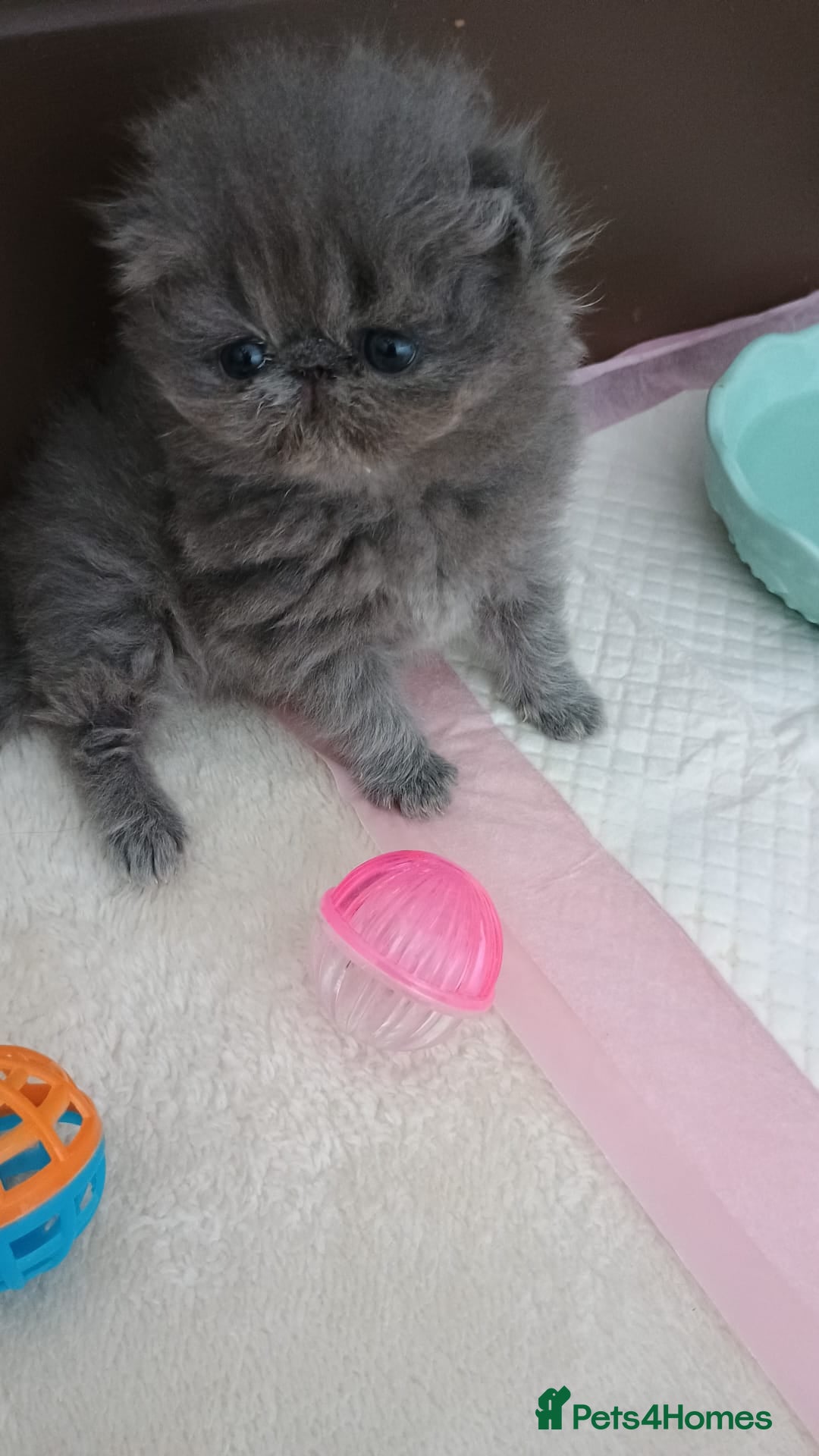 Persian cats for sale: Pure Bred Persian Babies GCCF Registered Breeder - Image 10