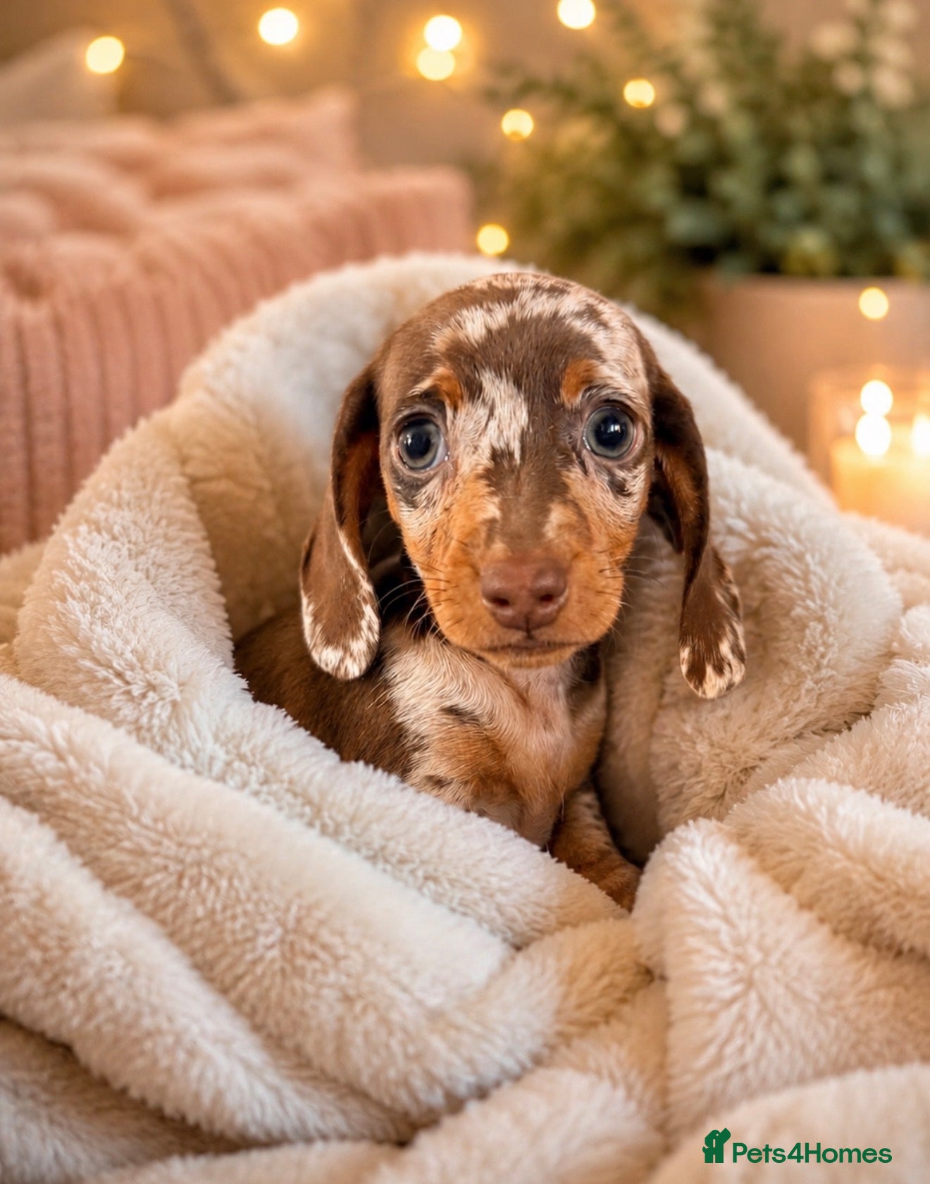 Miniature Dachshund dogs KC REGISTERED GIRL **READY NOW** - Advert 6