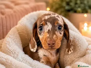 Miniature Dachshund dogs KC REGISTERED GIRL **READY NOW** - Advert 6