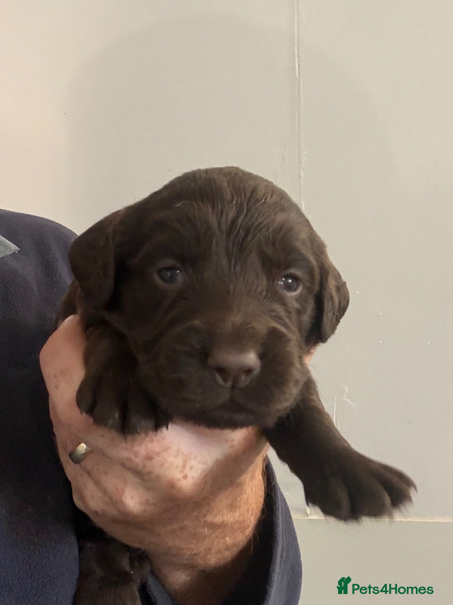 Cocker Spaniel dogs Chocolate Cocker Spaniel Pups - Advert 1