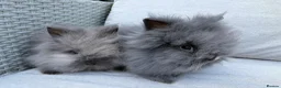 Lionhead rabbits for sale: 2 Double mane lion-head for sale last two boys  - Advert 5