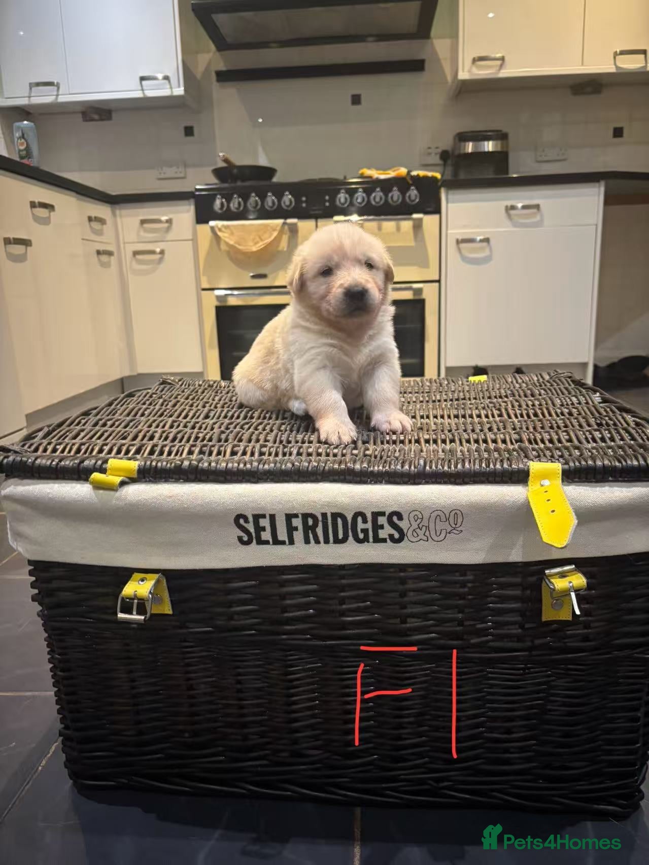 Mixed Breed dogs puppies for sale - Advert 5