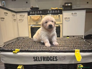 Mixed Breed dogs puppies for sale - Advert 14