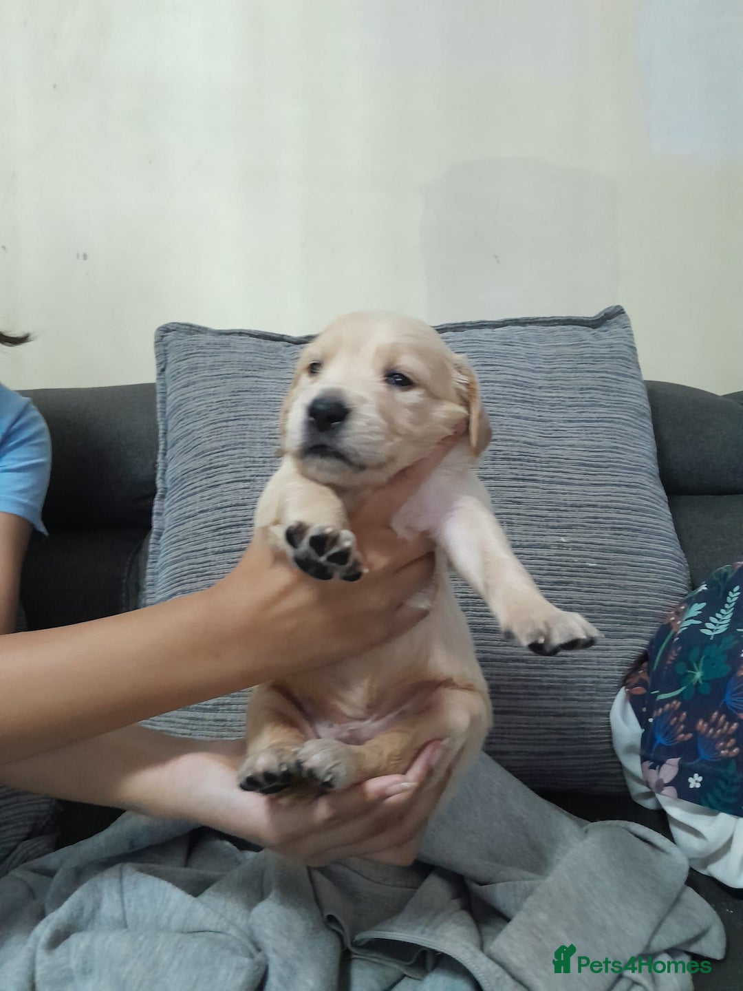 Golden Retriever dogs for sale: Amazing Golden Retrievers for sale  - Image 2