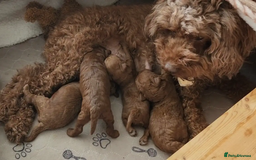 Toy Poodle dogs for sale: Beautiful Pure bred Tiny Toy Poodle puppies - Advert 8