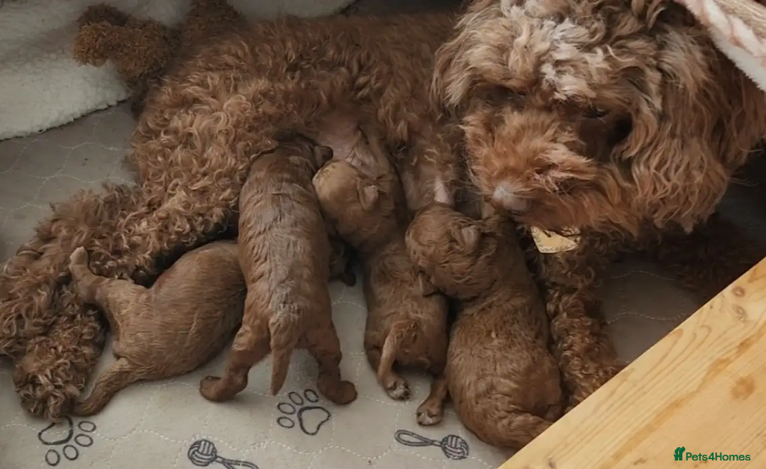 Toy Poodle dogs for sale: Beautiful Pure bred Tiny Toy Poodle puppies - Advert 8