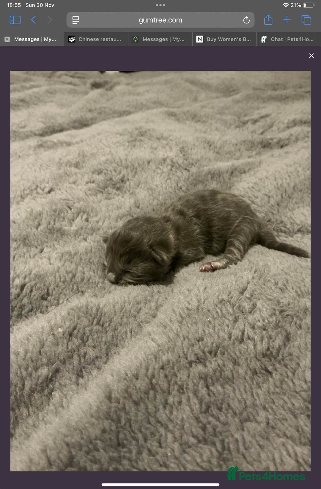 Maine Coon cats for sale: Gorgeous RagCoons - Advert 12