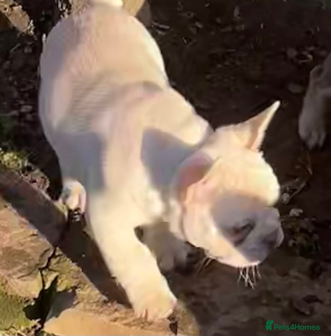 French Bulldog dogs for sale: KC REGISTERED QUALITY FRENCH BULLDOG PUPPIES  - Advert 21