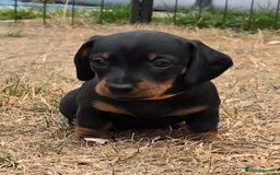 Miniature Dachshund dogs for sale: KC Miniature Dachshund Pups  - Image 3