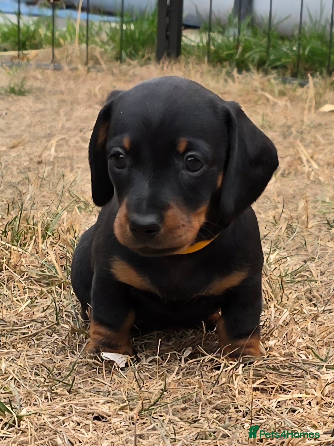 Miniature Dachshund dogs for sale: KC Miniature Dachshund Pups  - Image 3