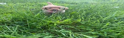 Labrador Retriever dogs for sale: EXCEPTIONAL LABRADOR PUPPIES FROM FTC LINE - Advert 9