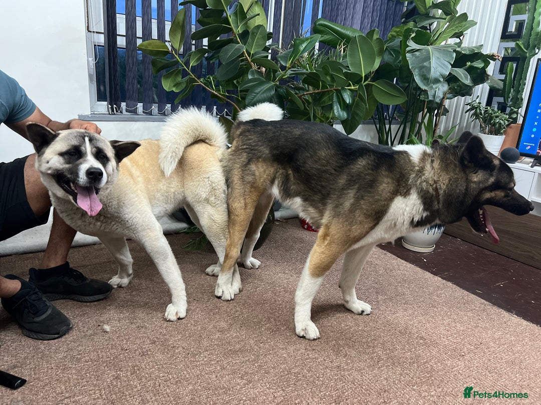 Akita dogs for stud: Chico’s finding LOVE… in Birmingham - Image 5