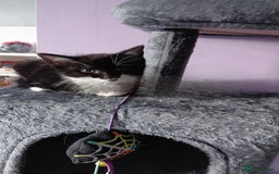 Mixed Breed cats for sale: Female kitten - Image 7