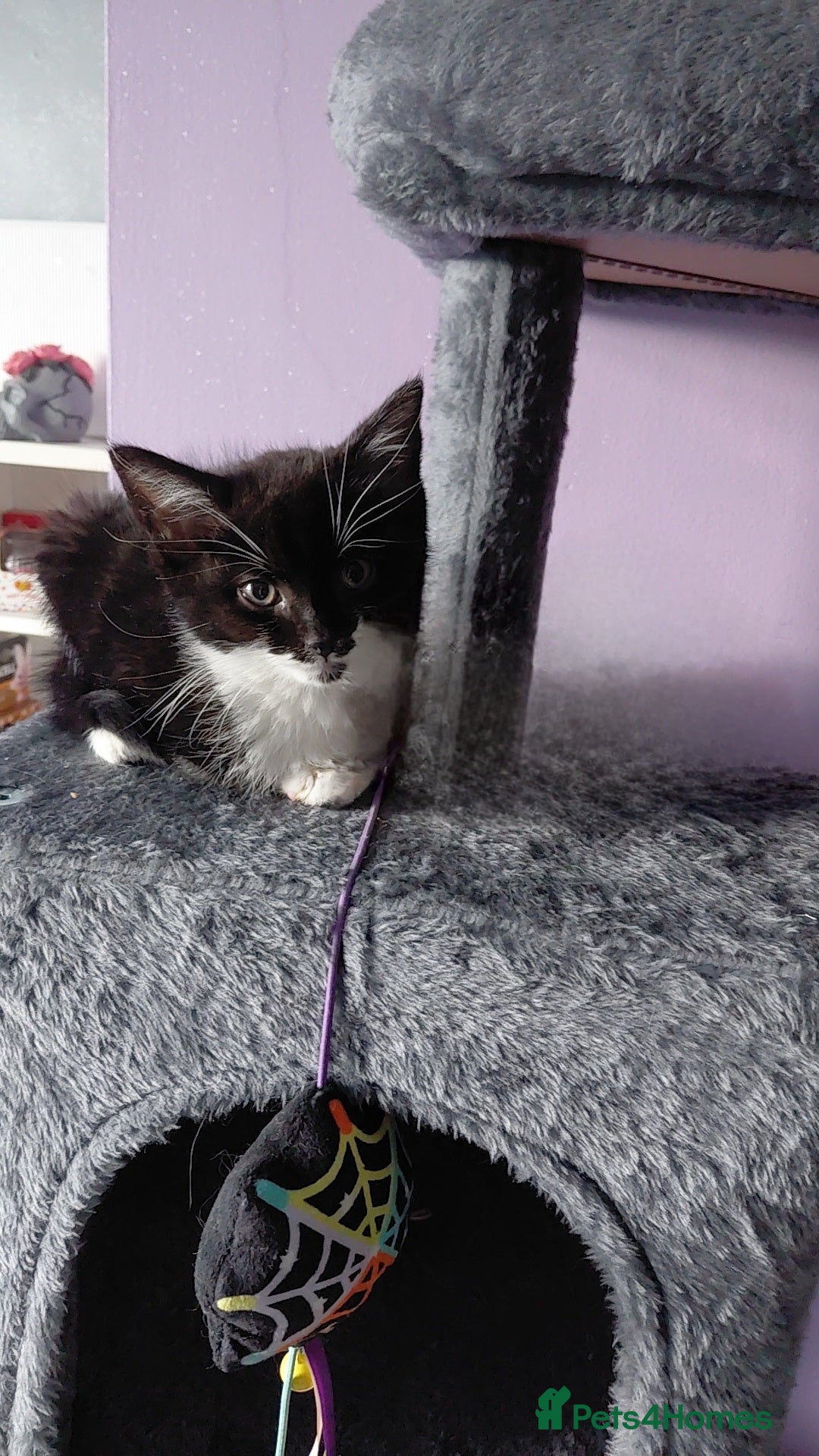 Mixed Breed cats for sale: Female kitten - Image 7