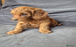 Cockapoo dogs for sale: F1b Cockapoo - ready this weekend - Image 19