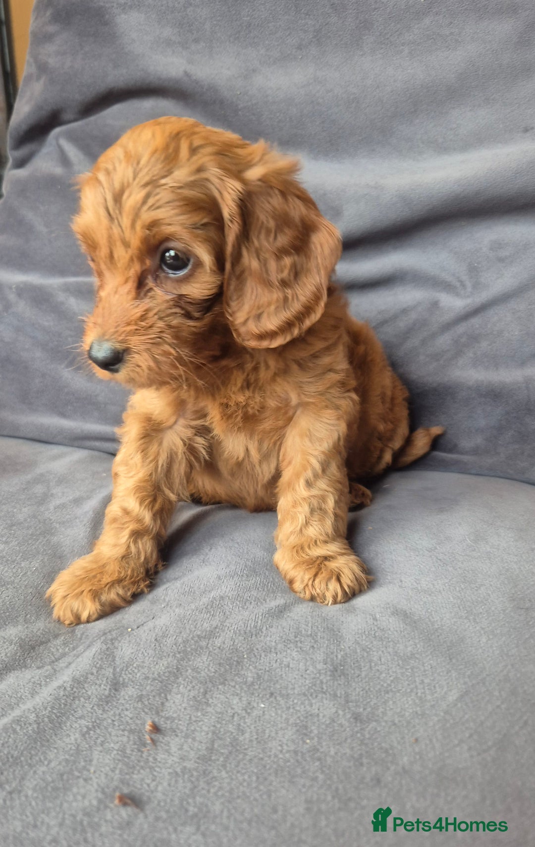 Cockapoo dogs for sale: F1b Cockapoo - ready this weekend - Image 19
