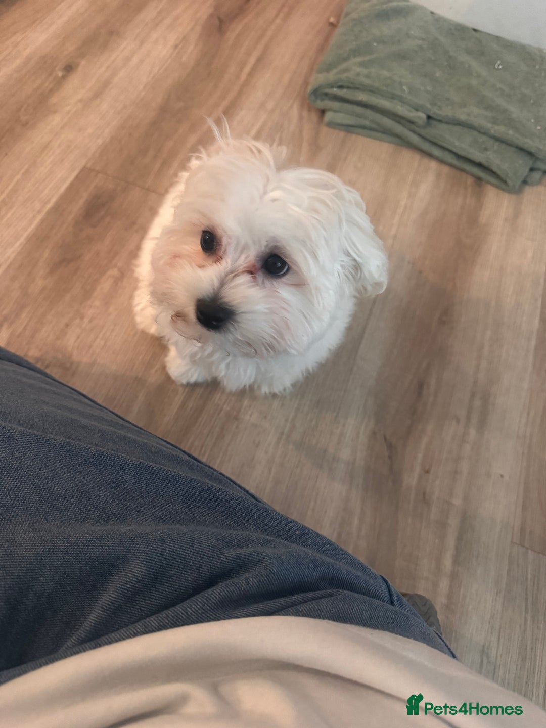 Maltese dogs for sale: Female Maltese pup with everything to get started - Advert 5